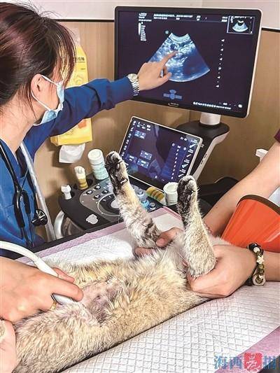 ！宠物医疗行业存在乱象业内人士呼吁→开元棋牌给猫看个病花费2000多元